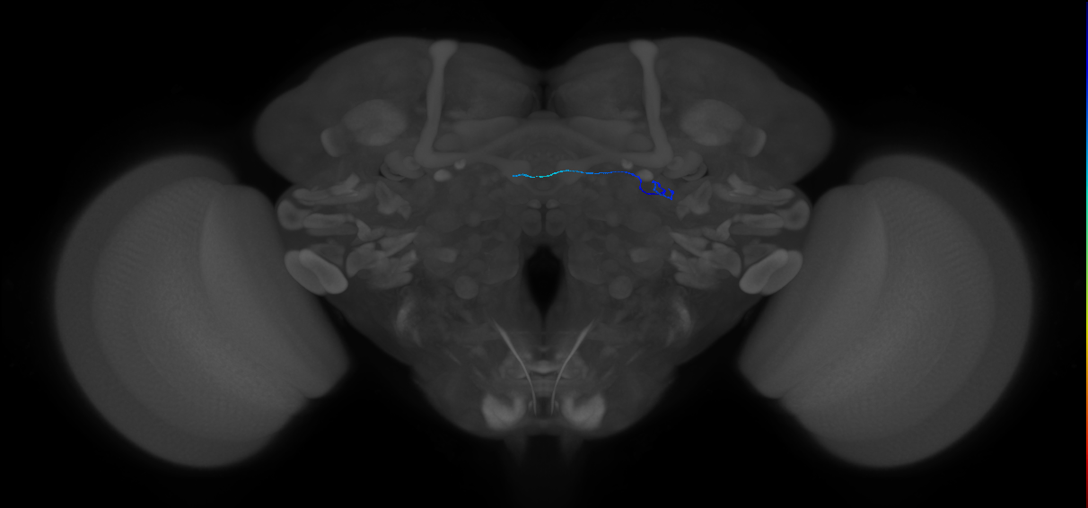 ORN_DA1_L (FlyEM-HB:5812995402)