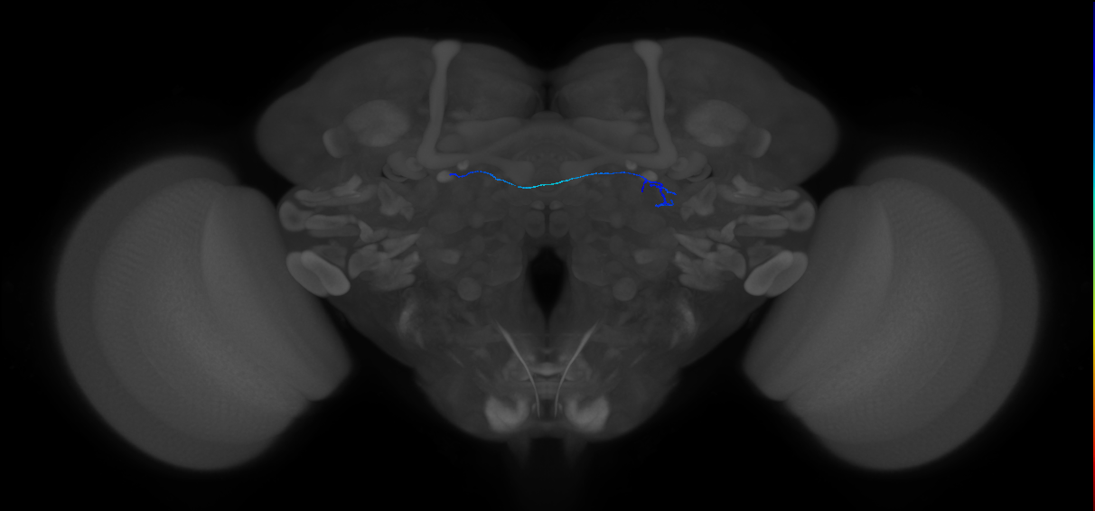 ORN_DA1_R (FlyEM-HB:1765381455)