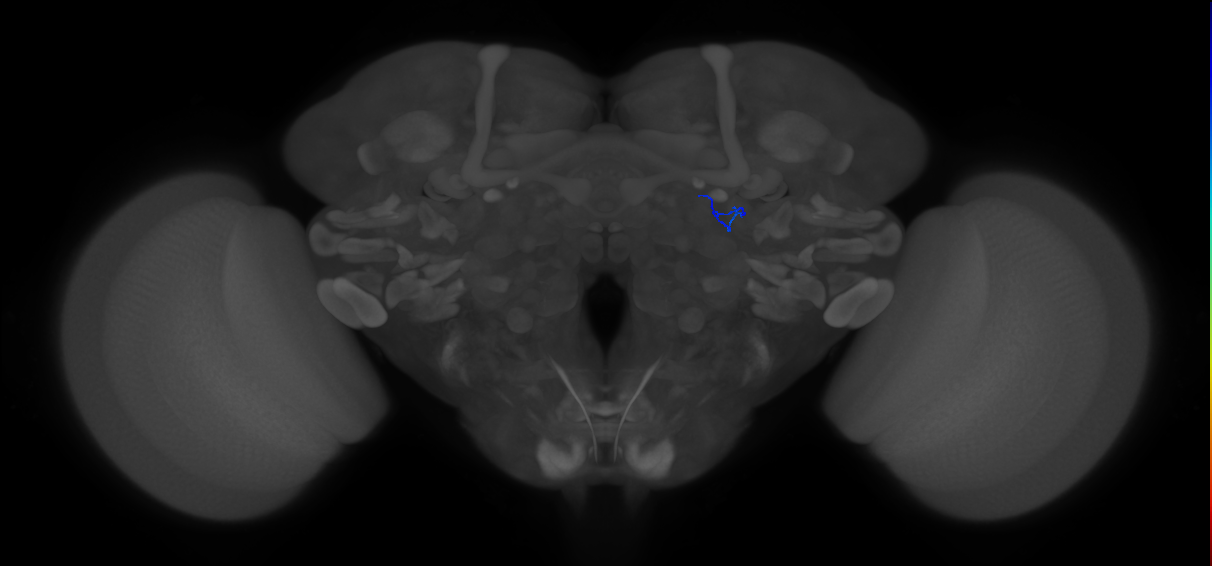 ORN_DA1_L (FlyEM-HB:1735058800)