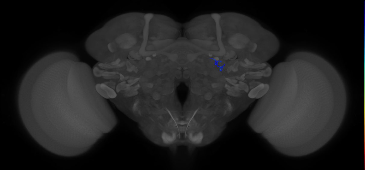 ORN_DA1_R (FlyEM-HB:1735042035)