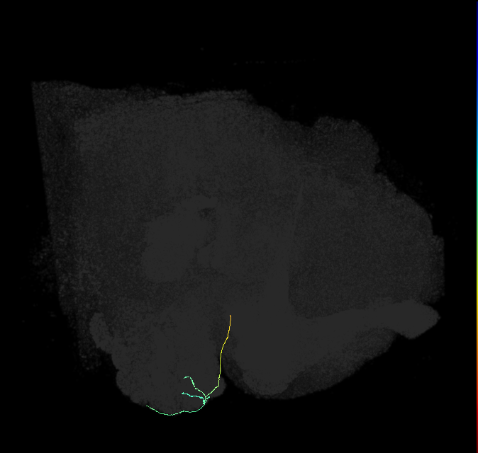 ORN_DA1_R (FlyEM-HB:1672311668)