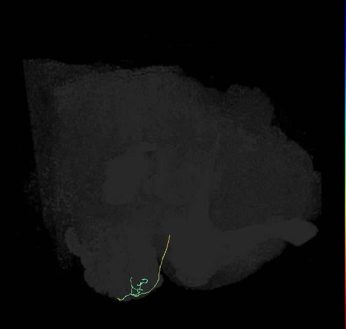 ORN_DA1 (FlyEM-HB:1765044577)
