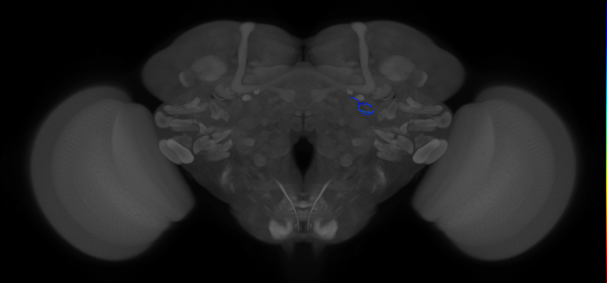 ORN_DA1_L (FlyEM-HB:5812996943)