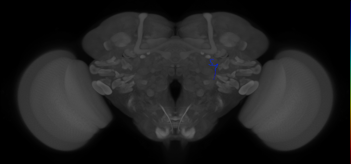 ORN_DA1_R (FlyEM-HB:1858486077)
