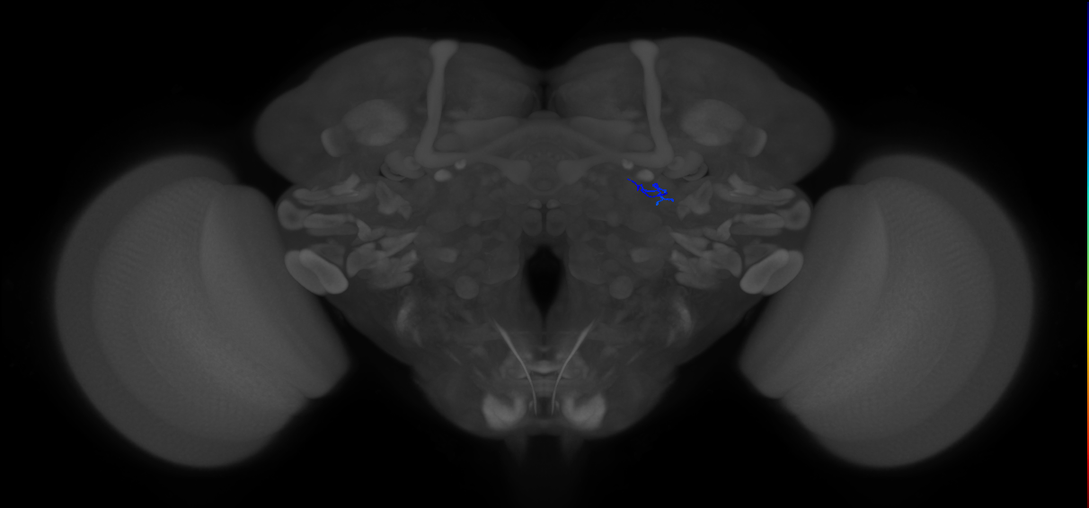 ORN_DA1_R (FlyEM-HB:1826773768)