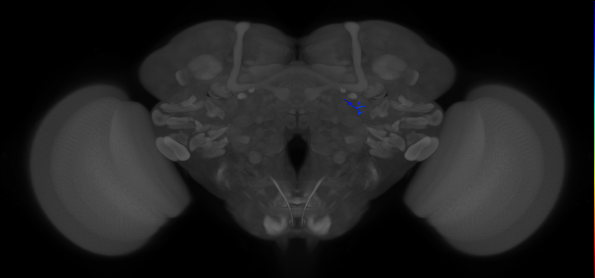 ORN_DA1 (FlyEM-HB:1827122986)