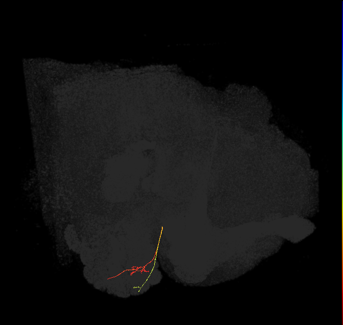 ORN_DA2 (FlyEM-HB:1670382036)
