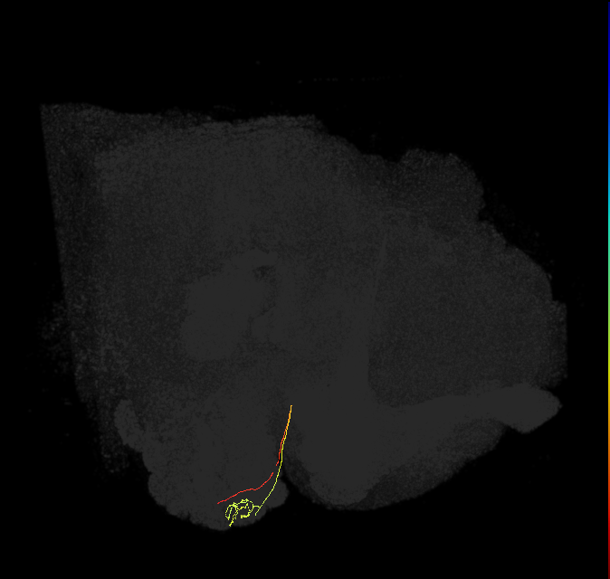 ORN_DA2 (FlyEM-HB:5901202409)