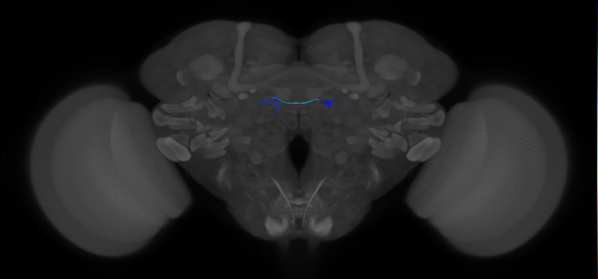 ORN_DA2 (FlyEM-HB:1796818061)