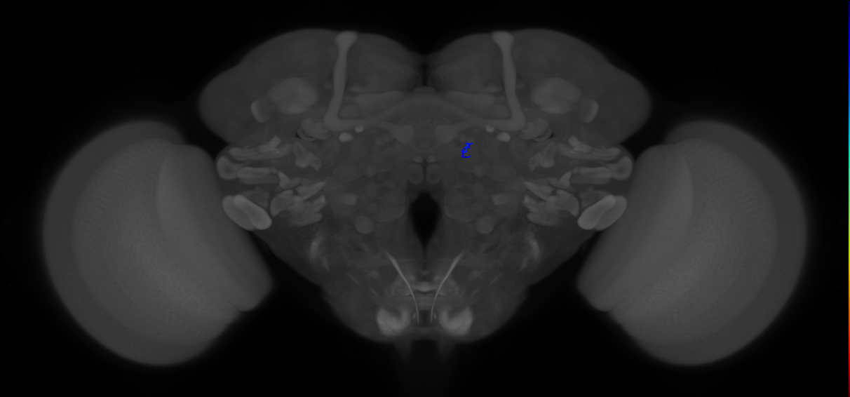 ORN_DA2 (FlyEM-HB:1796818191)