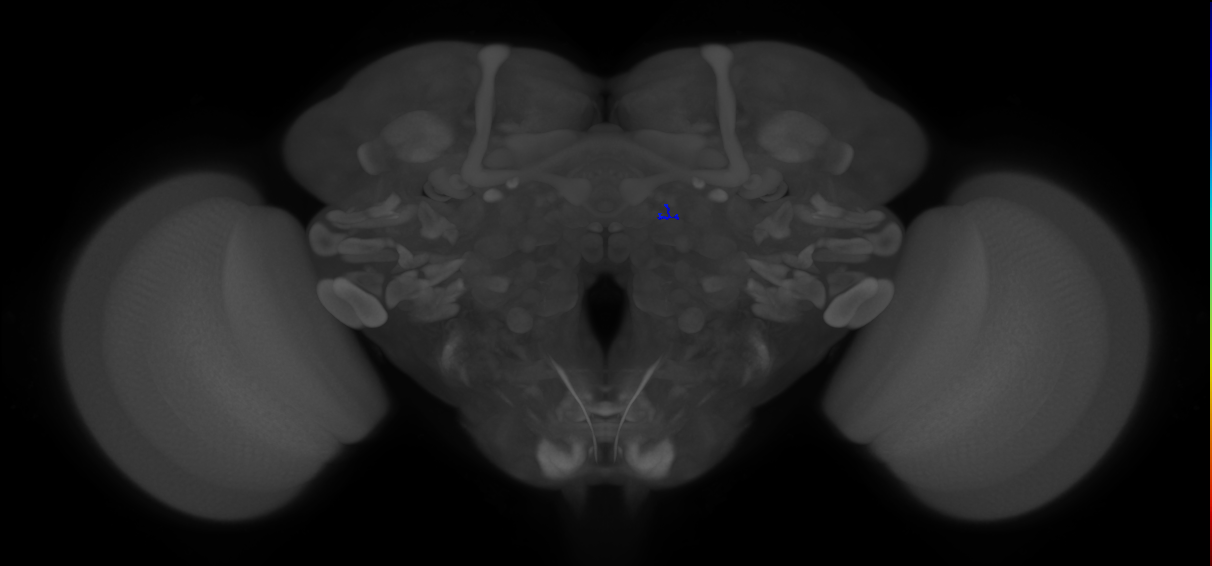 ORN_DA2 (FlyEM-HB:1859224739)