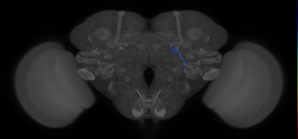 ORN_DA3_R (FlyEM-HB:1701960169)