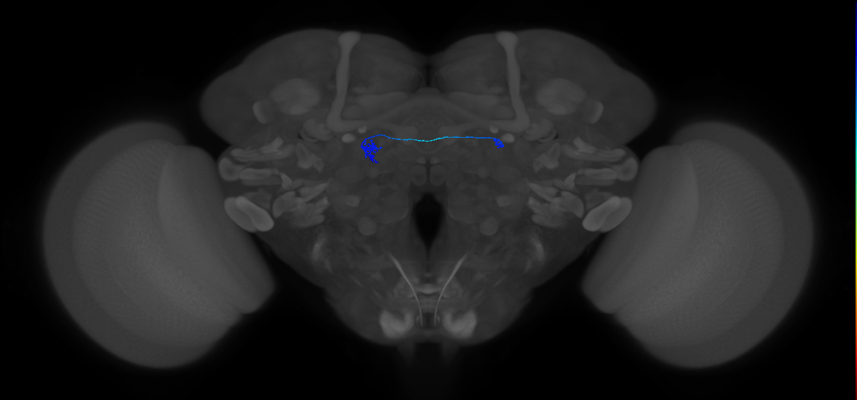 ORN_DA3 (FlyEM-HB:1703151910)