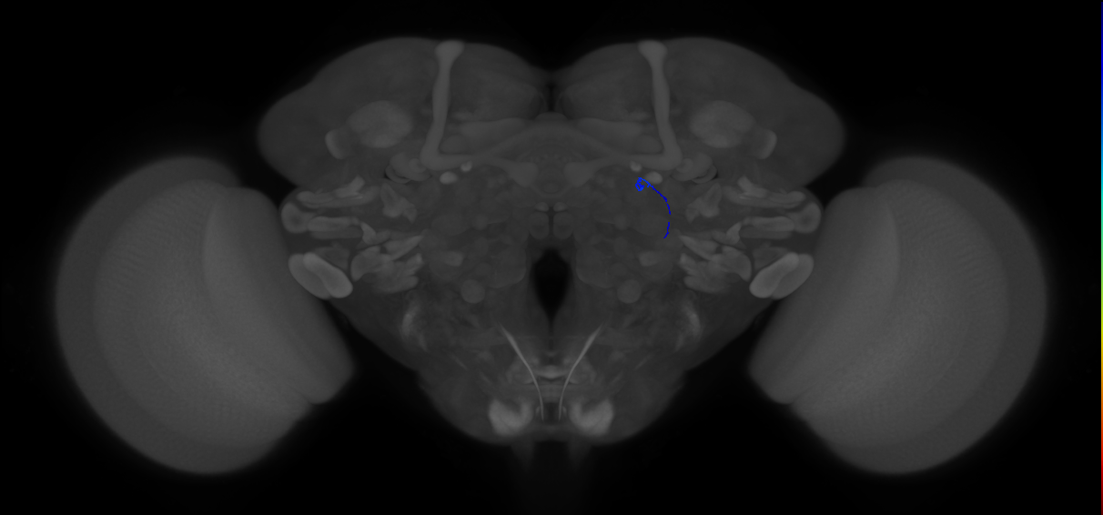 ORN_DA3 (FlyEM-HB:1703683329)