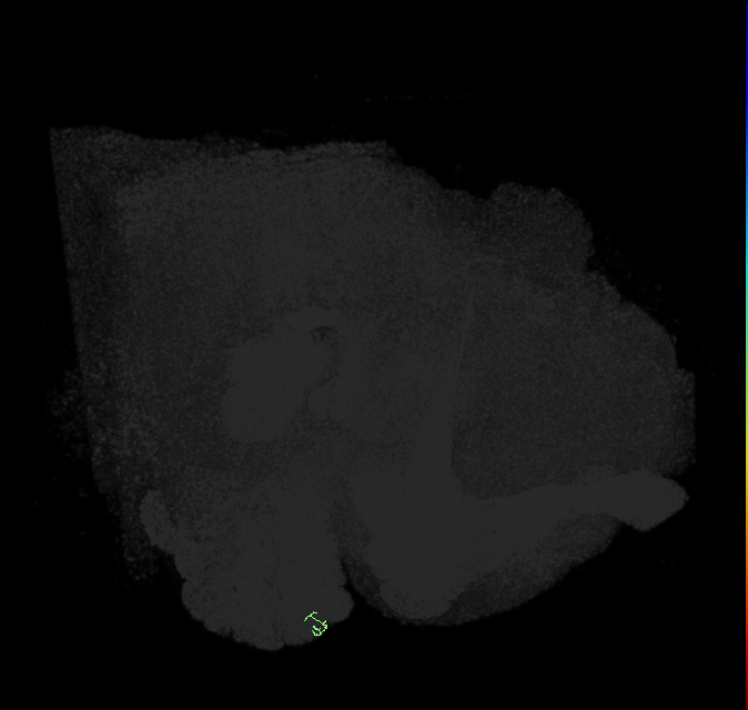 ORN_DA3 (FlyEM-HB:1734722060)