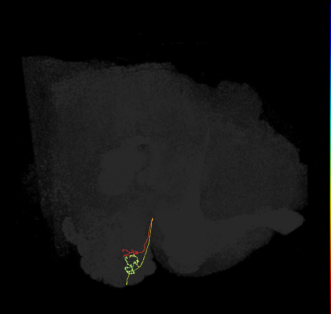 ORN_DC1_R (FlyEM-HB:1667933640)