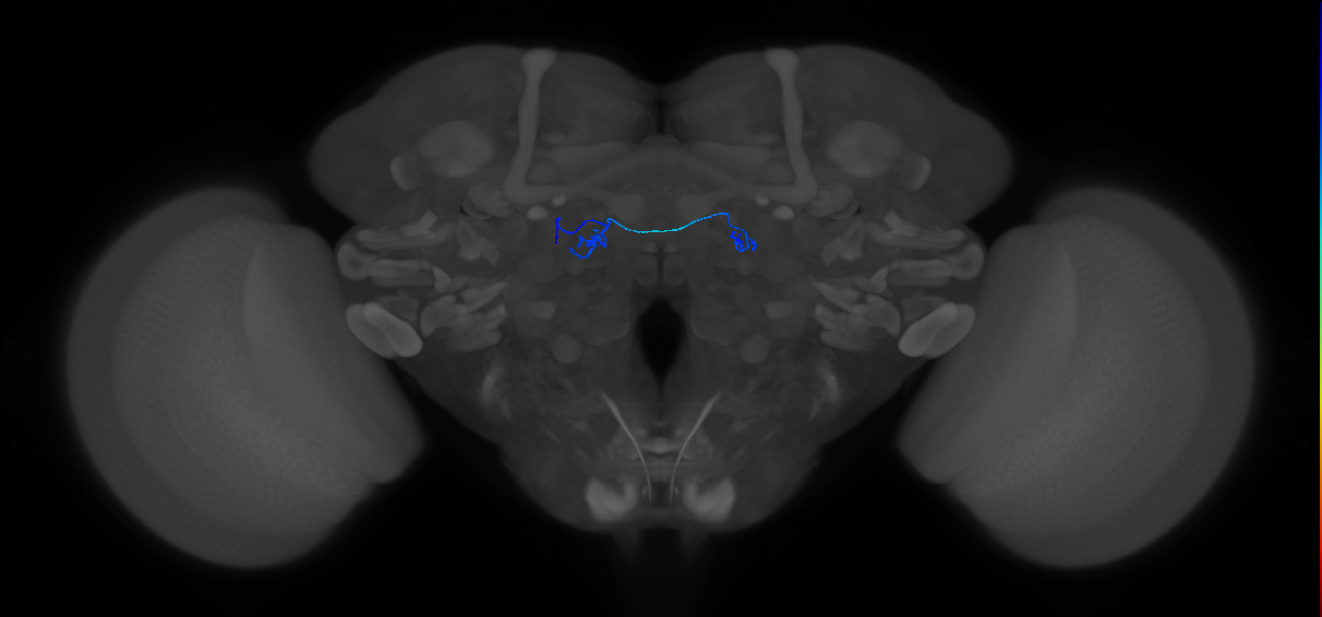 ORN_DC1_L (FlyEM-HB:1669018304)