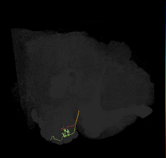 ORN_DC1_R (FlyEM-HB:1605864501)