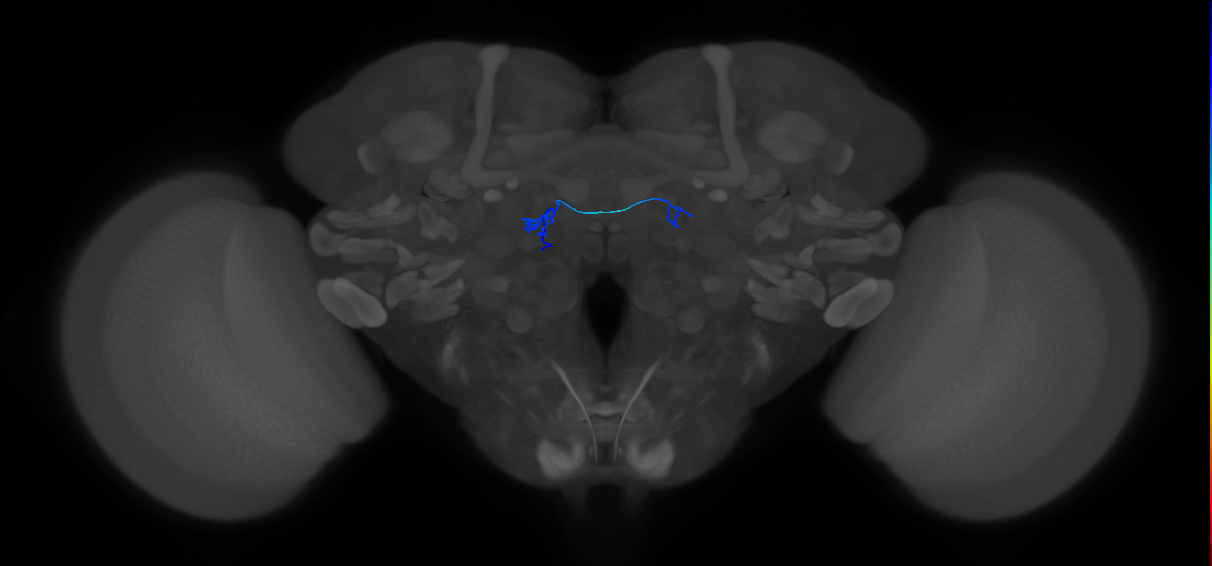 ORN_DC1_L (FlyEM-HB:1636225622)