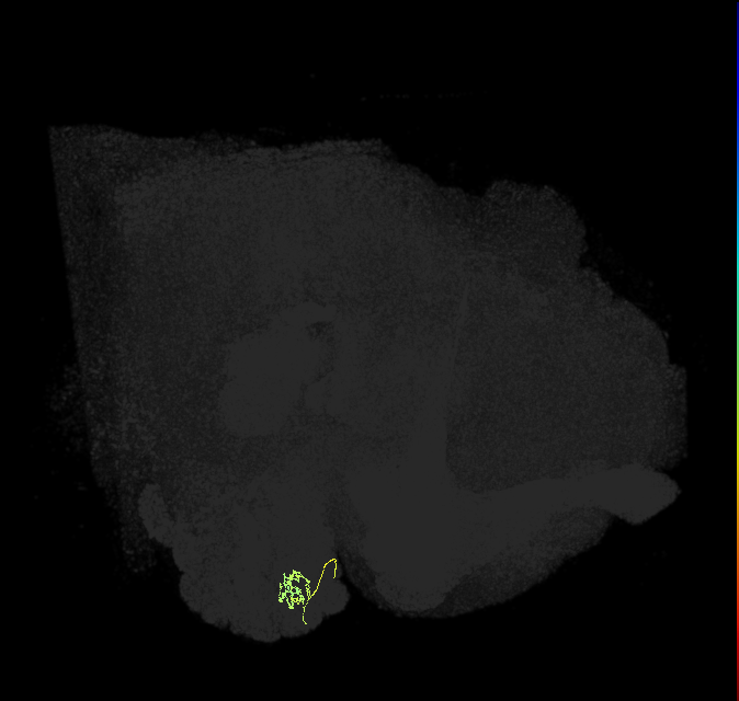 ORN_DC1_R (FlyEM-HB:1795440828)