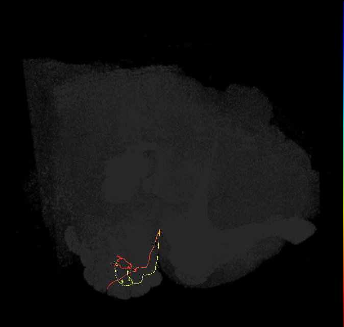ORN_DC2_L (FlyEM-HB:1637240364)