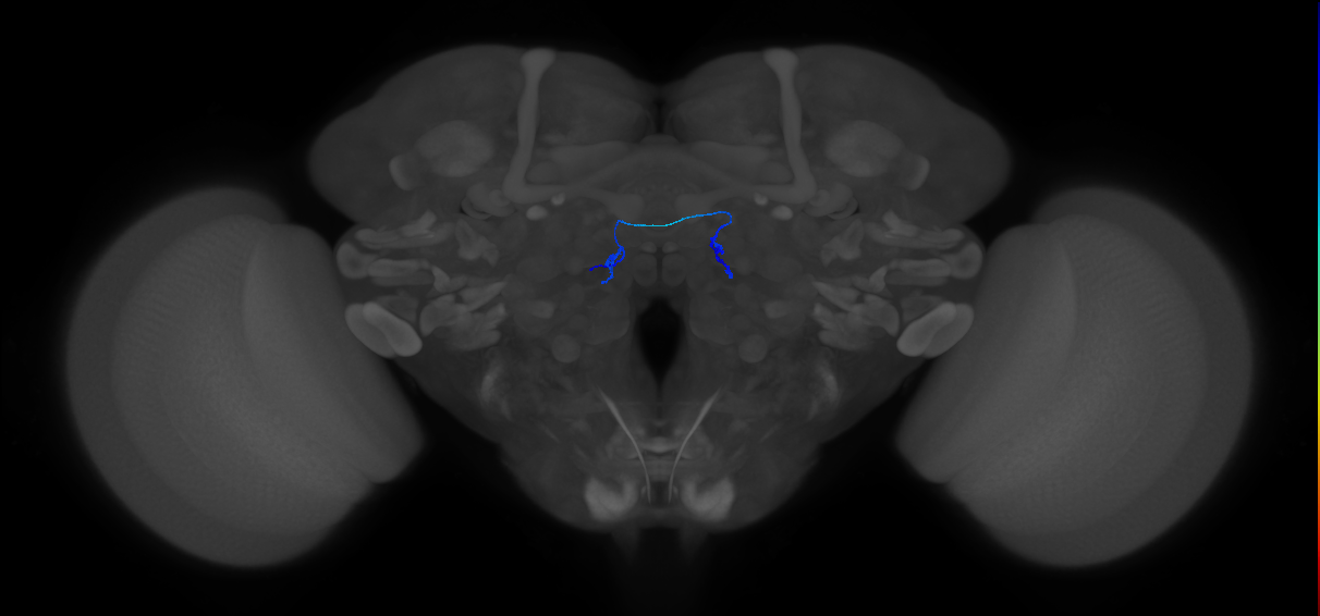 ORN_DC2_L (FlyEM-HB:1669967018)