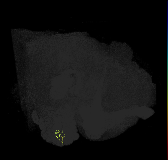 ORN_DC2_R (FlyEM-HB:1888908241)