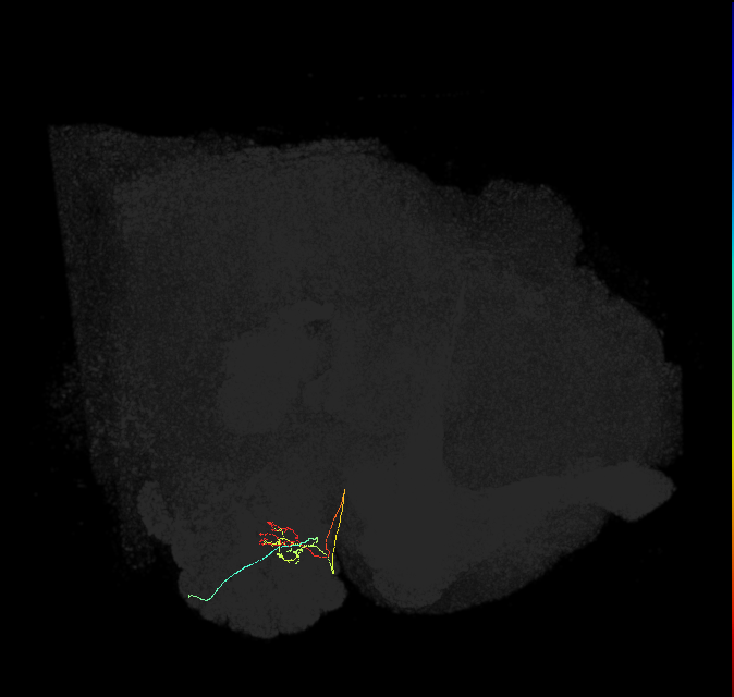ORN_DC4_R (FlyEM-HB:1670623676)