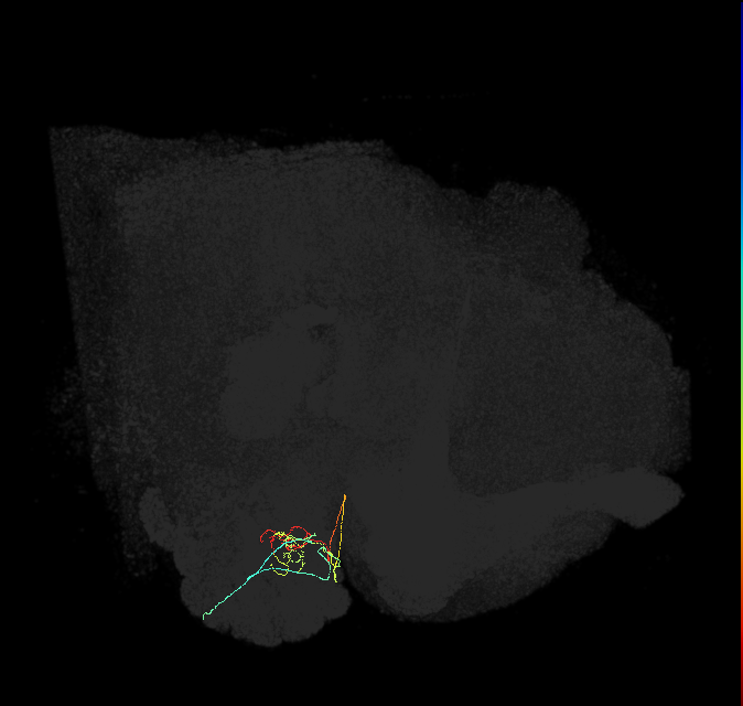 ORN_DC4_R (FlyEM-HB:1700980593)