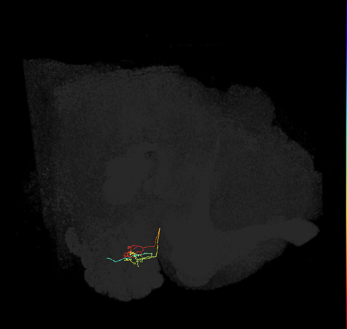 ORN_DC4_R (FlyEM-HB:1700980693)