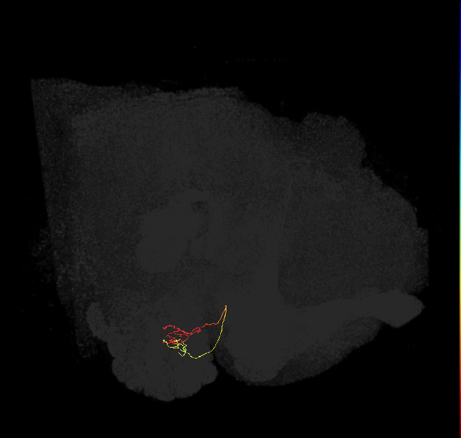 ORN_DC4_L (FlyEM-HB:1699715276)