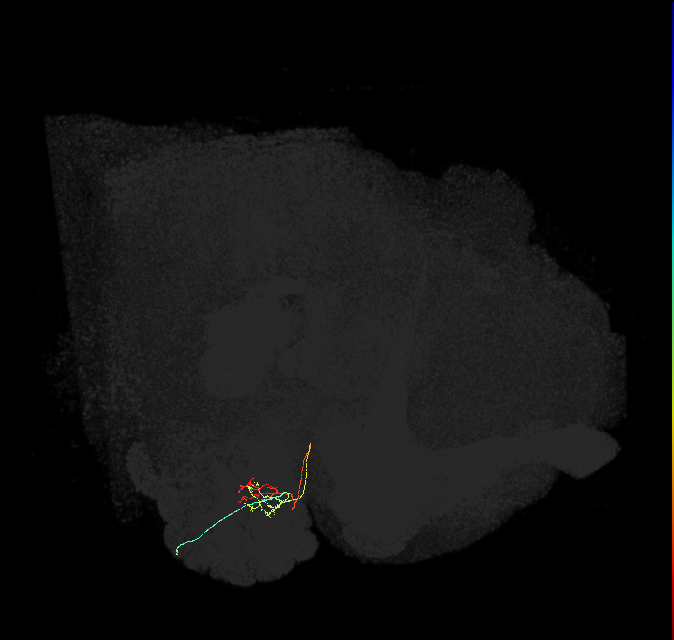 ORN_DC4_R (FlyEM-HB:1667592575)