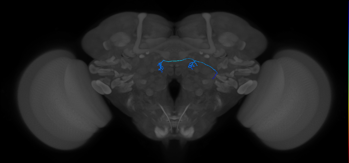 ORN_DC4_R (FlyEM-HB:1700639697)