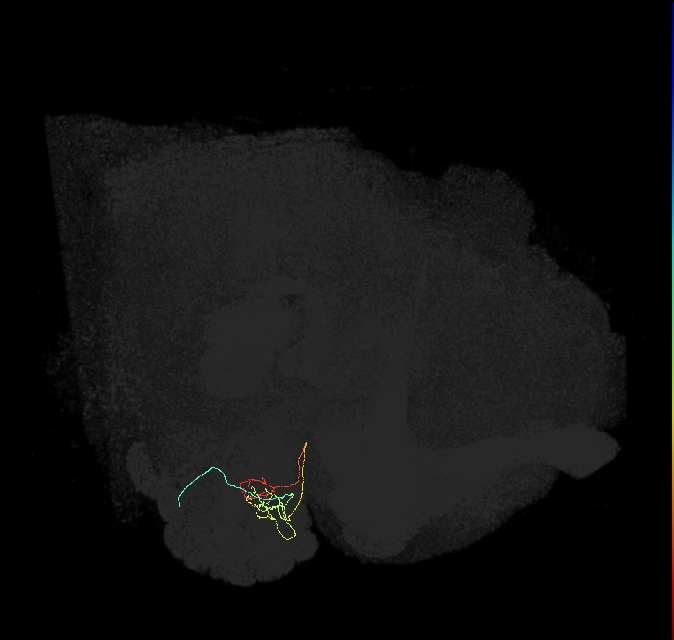 ORN_DC4_R (FlyEM-HB:1731640090)