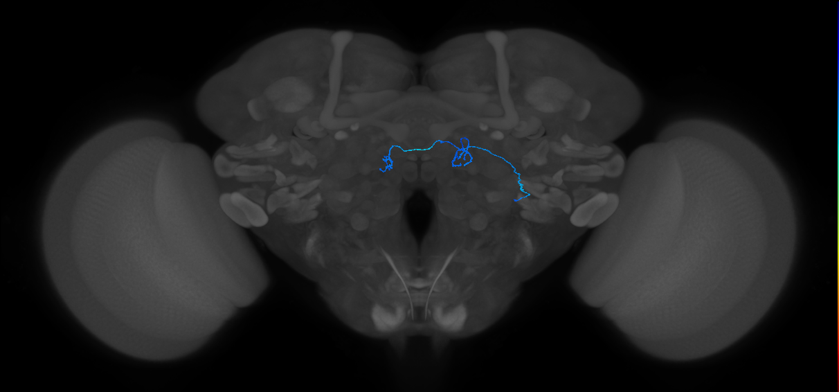 ORN_DC4_R (FlyEM-HB:1731640090)