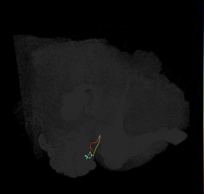 ORN_DL1_L (FlyEM-HB:1670247742)