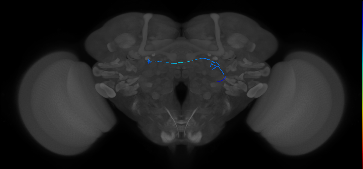 ORN_DL1_R (FlyEM-HB:1701287251)