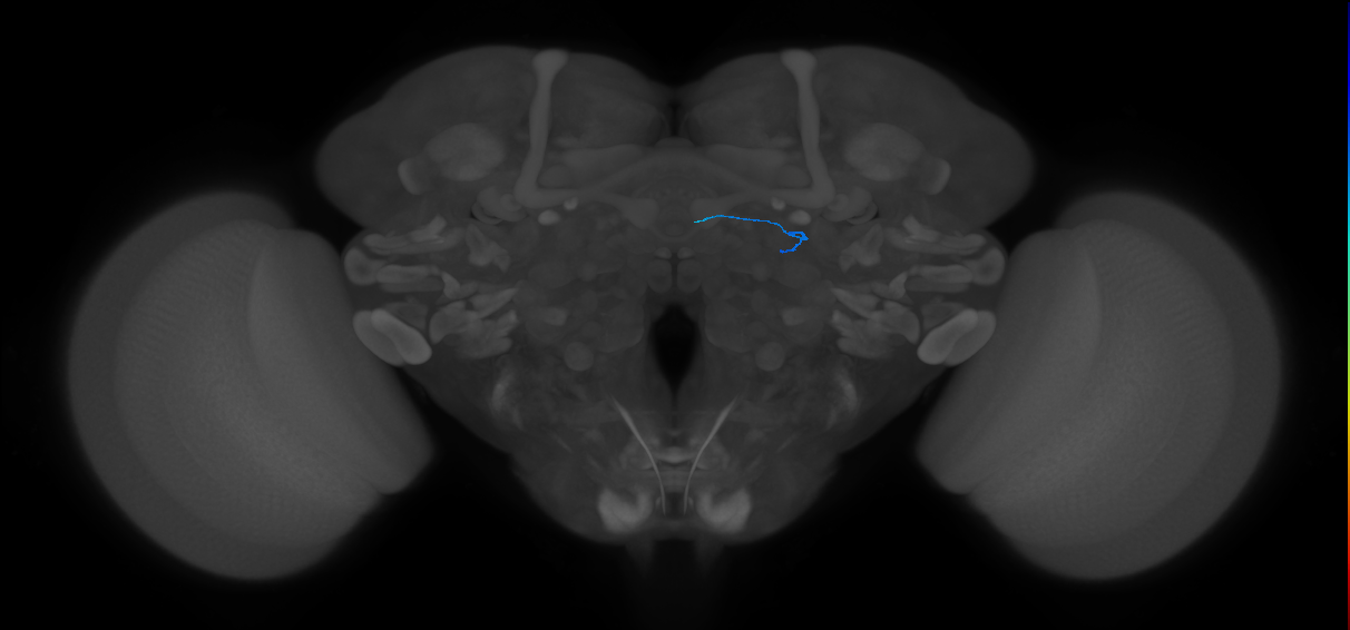 ORN_DL1_L (FlyEM-HB:1670256208)