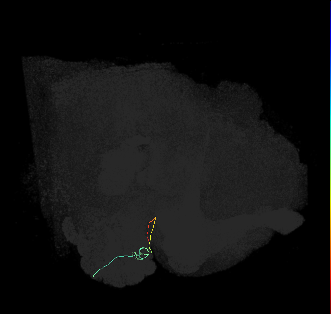 ORN_DL1_R (FlyEM-HB:1701628317)