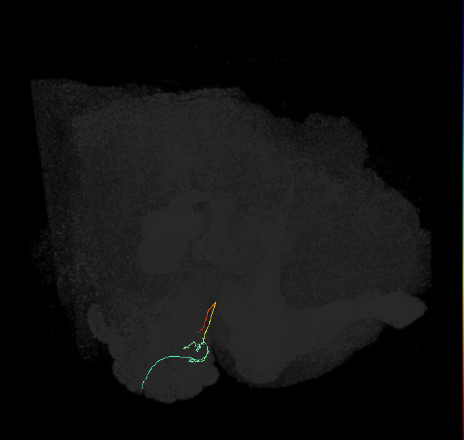 ORN_DL1_R (FlyEM-HB:1700941475)