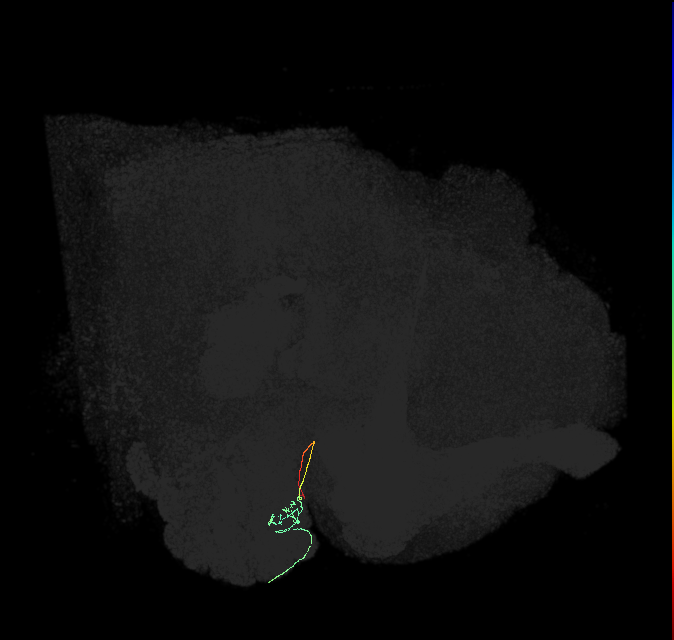 ORN_DL1_R (FlyEM-HB:1700941431)