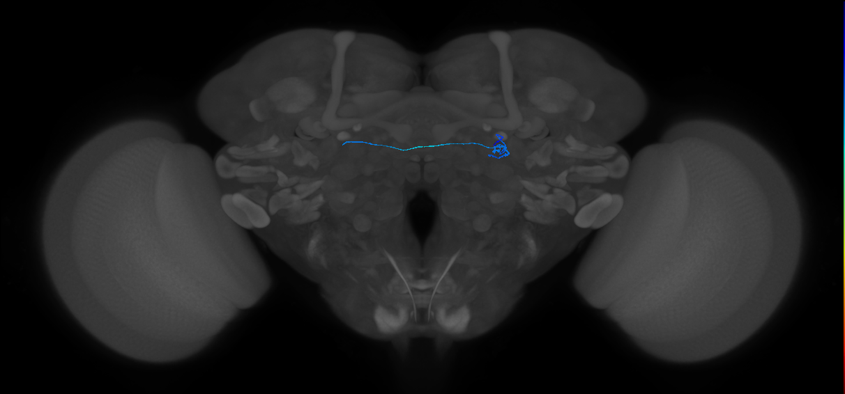 ORN_DL1_R (FlyEM-HB:1700941431)