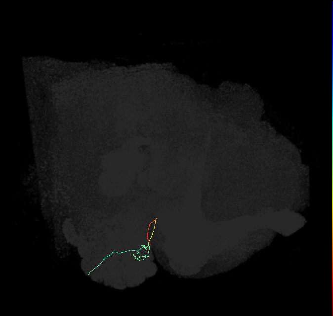 ORN_DL1_R (FlyEM-HB:5812995347)