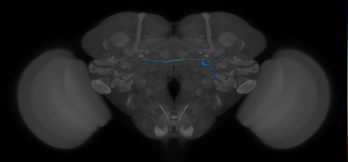 ORN_DL1_R (FlyEM-HB:1701628254)