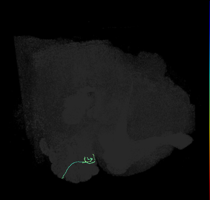 ORN_DL1_R (FlyEM-HB:1670584497)