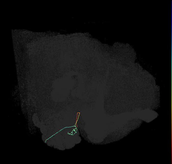 ORN_DL1_R (FlyEM-HB:1700604898)