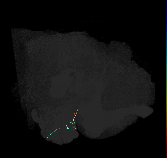 ORN_DL1_R (FlyEM-HB:1670593240)