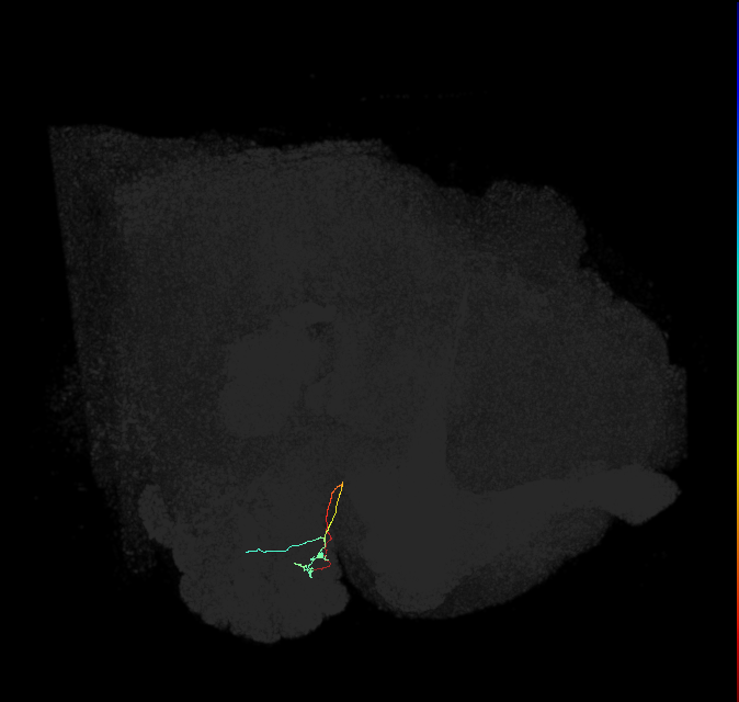 ORN_DL1_R (FlyEM-HB:1699962040)