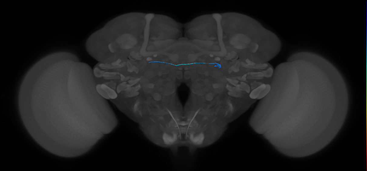 ORN_DL1_L (FlyEM-HB:1699962012)