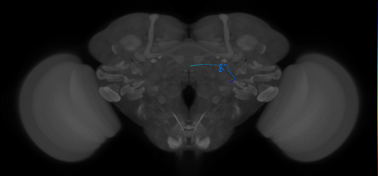 ORN_DL1_R (FlyEM-HB:1670256285)